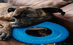 Presa Canario dogs for sale: 2 year old male presa - Image 3
