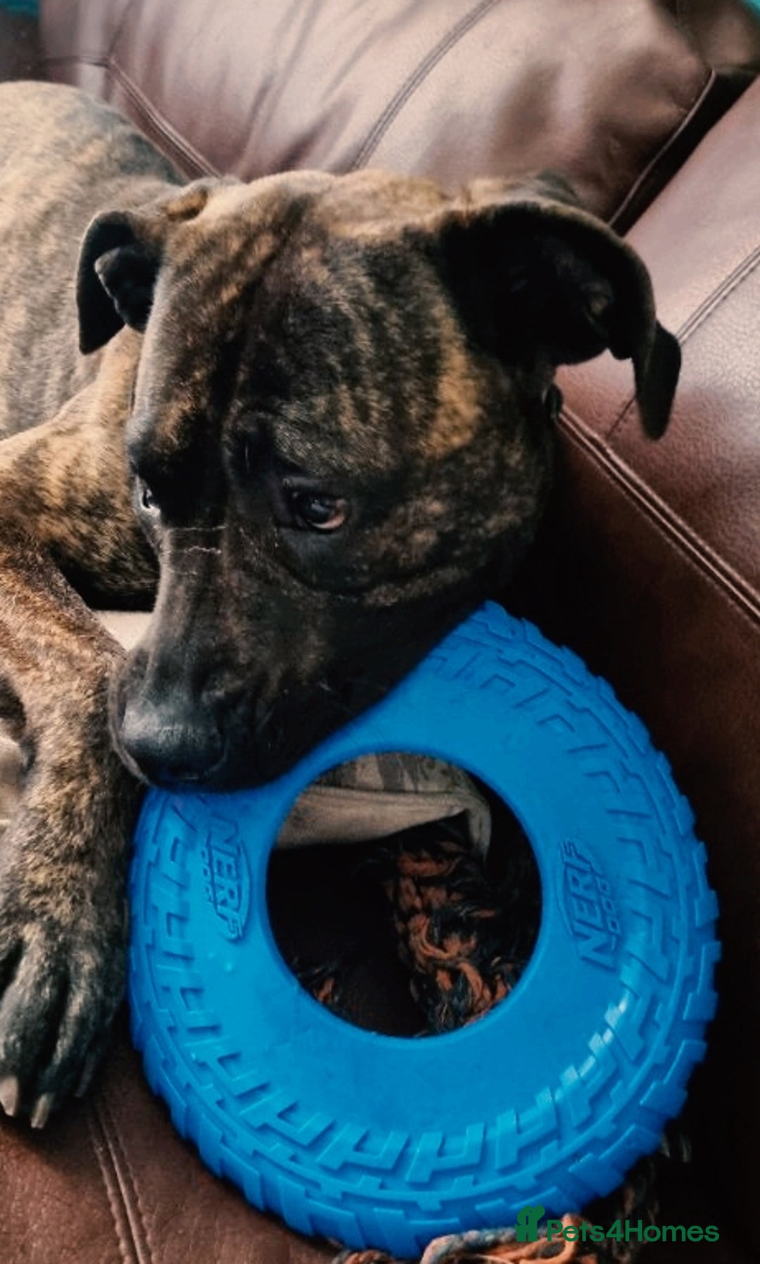Presa Canario dogs for sale: 2 year old male presa - Image 3