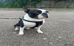 Boston Terrier dogs for stud: KC Loving Boston Terrier Available for Stud - Image 2