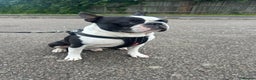 Boston Terrier dogs for stud: KC Loving Boston Terrier Available for Stud - Advert 2