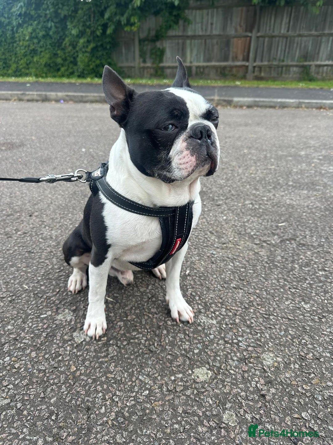 Boston Terrier dogs for stud: KC Loving Boston Terrier Available for Stud - Image 2