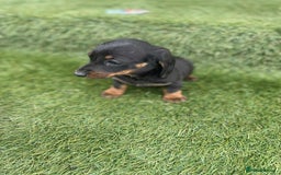 Miniature Dachshund dogs for sale: Miniature daschunds - Image 9