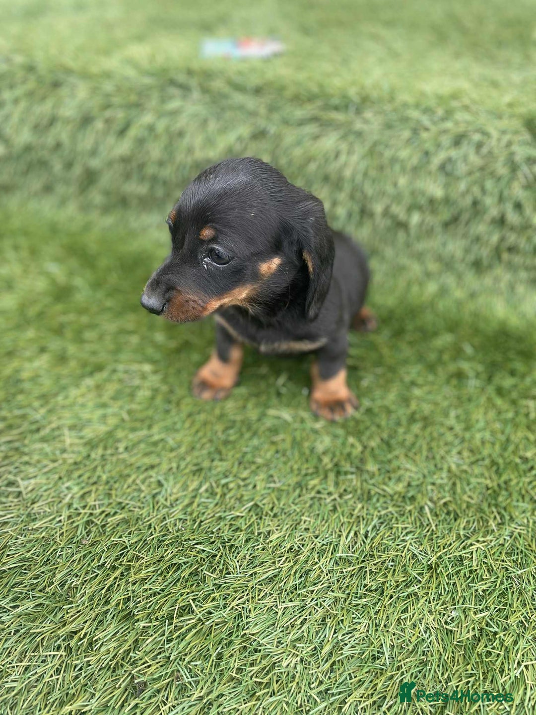 Miniature Dachshund dogs for sale: Miniature daschunds - Image 9