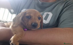 Miniature Dachshund dogs for sale: Miniature dachshund  - Image 13