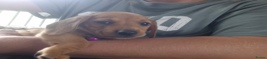 Miniature Dachshund Puppy 3
