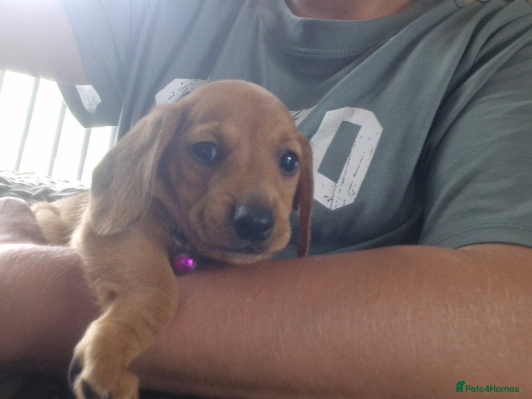 Miniature Dachshund dogs for sale: Miniature dachshund  - Image 13