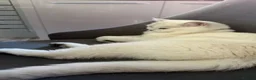 British Shorthair cats for sale: Silver tipped british shorthair - Advert 6