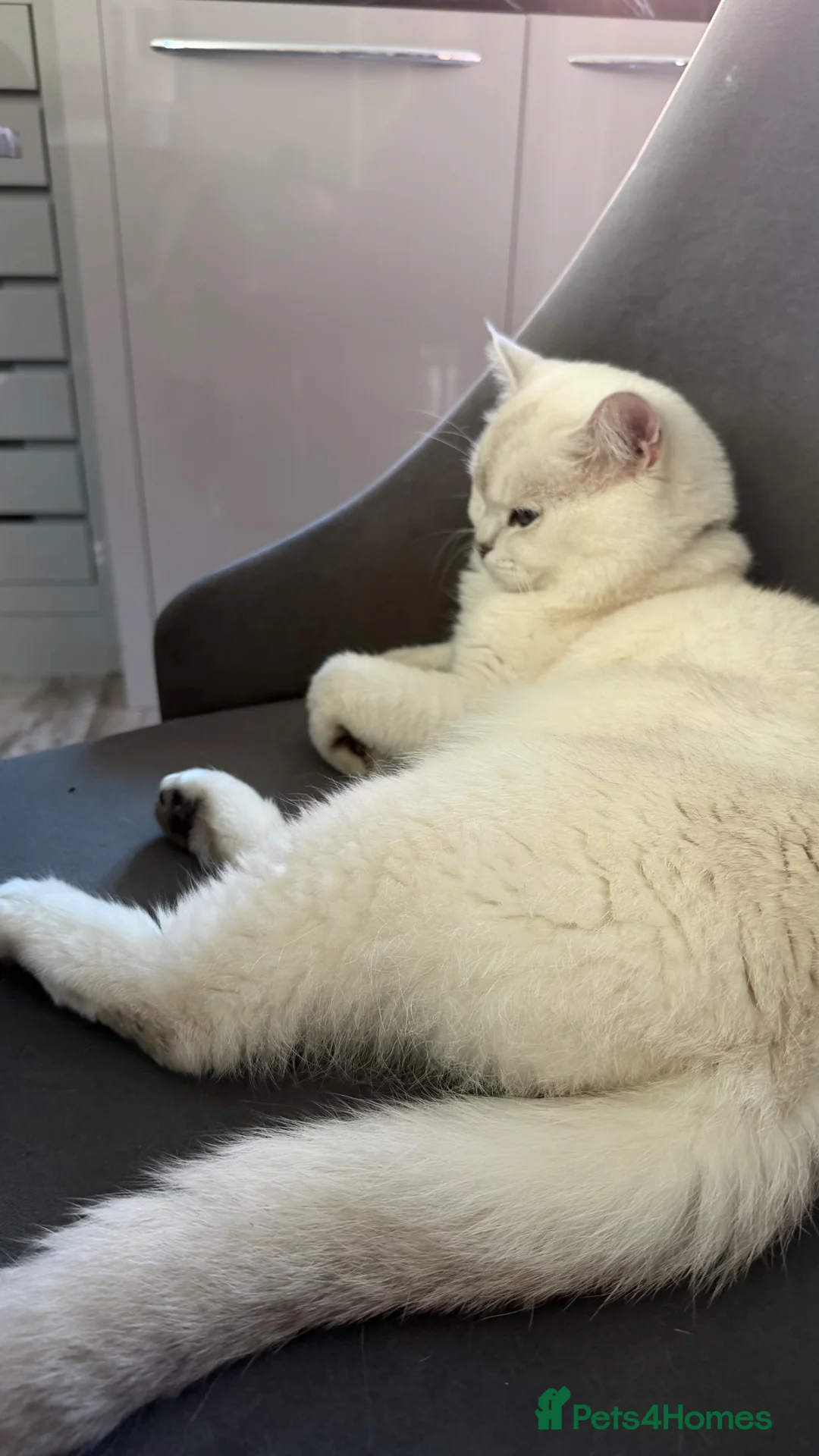 British Shorthair cats for sale: Silver tipped british shorthair - Advert 6