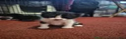 Mixed Breed cats for sale: mix breed kitten  - Advert 2