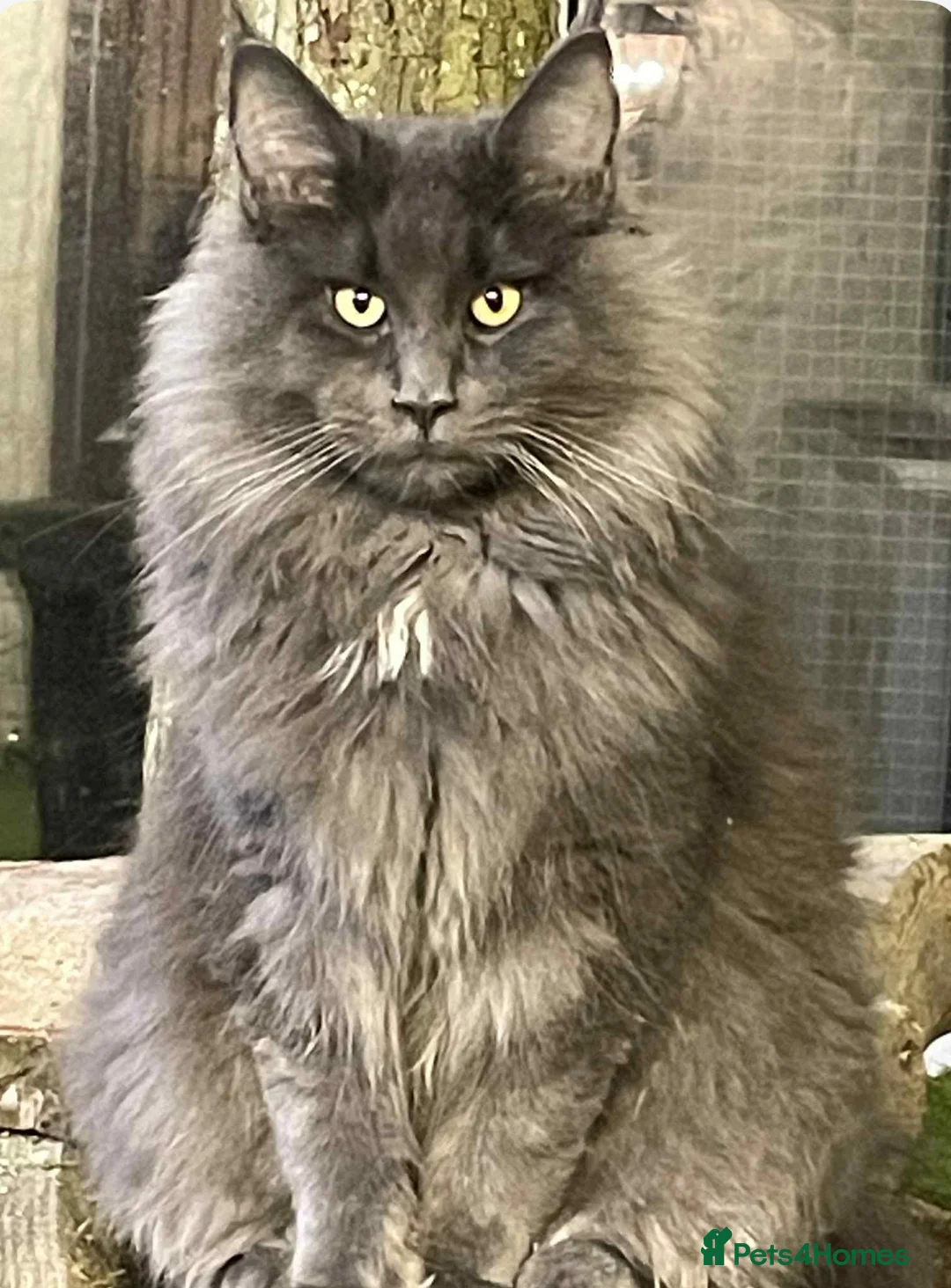 Maine Coon cats for sale: Pedigree maine coon kitten Casanova  - Advert 8