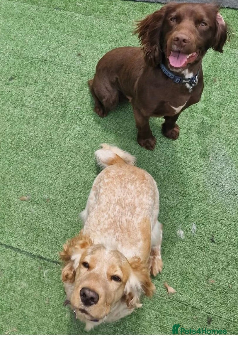 Cocker Spaniel dogs 4 year old cocker spaniels  - Advert 1