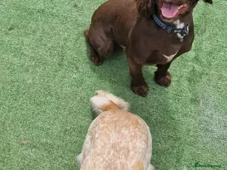 Cocker Spaniel dogs 4 year old cocker spaniels - Advert 1