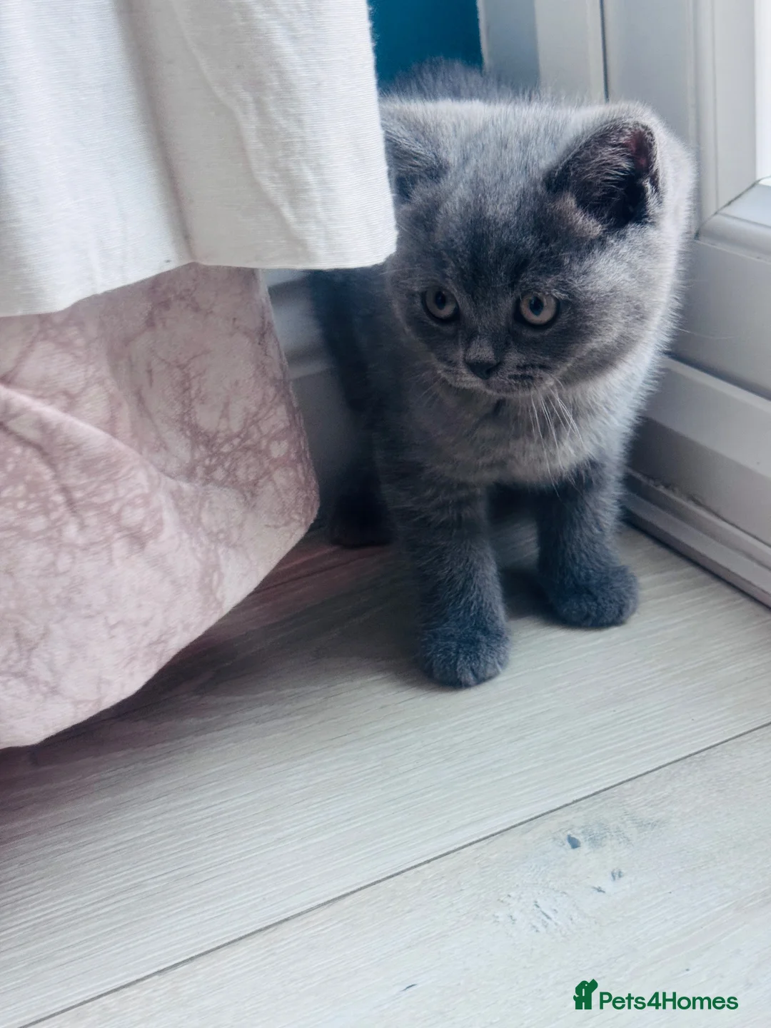 British Shorthair cats for sale: Beautiful British Shorthair Kitten 🐾 - Advert 9