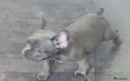 French Bulldog dogs for stud: Blue fawn white mariel  - Image 11