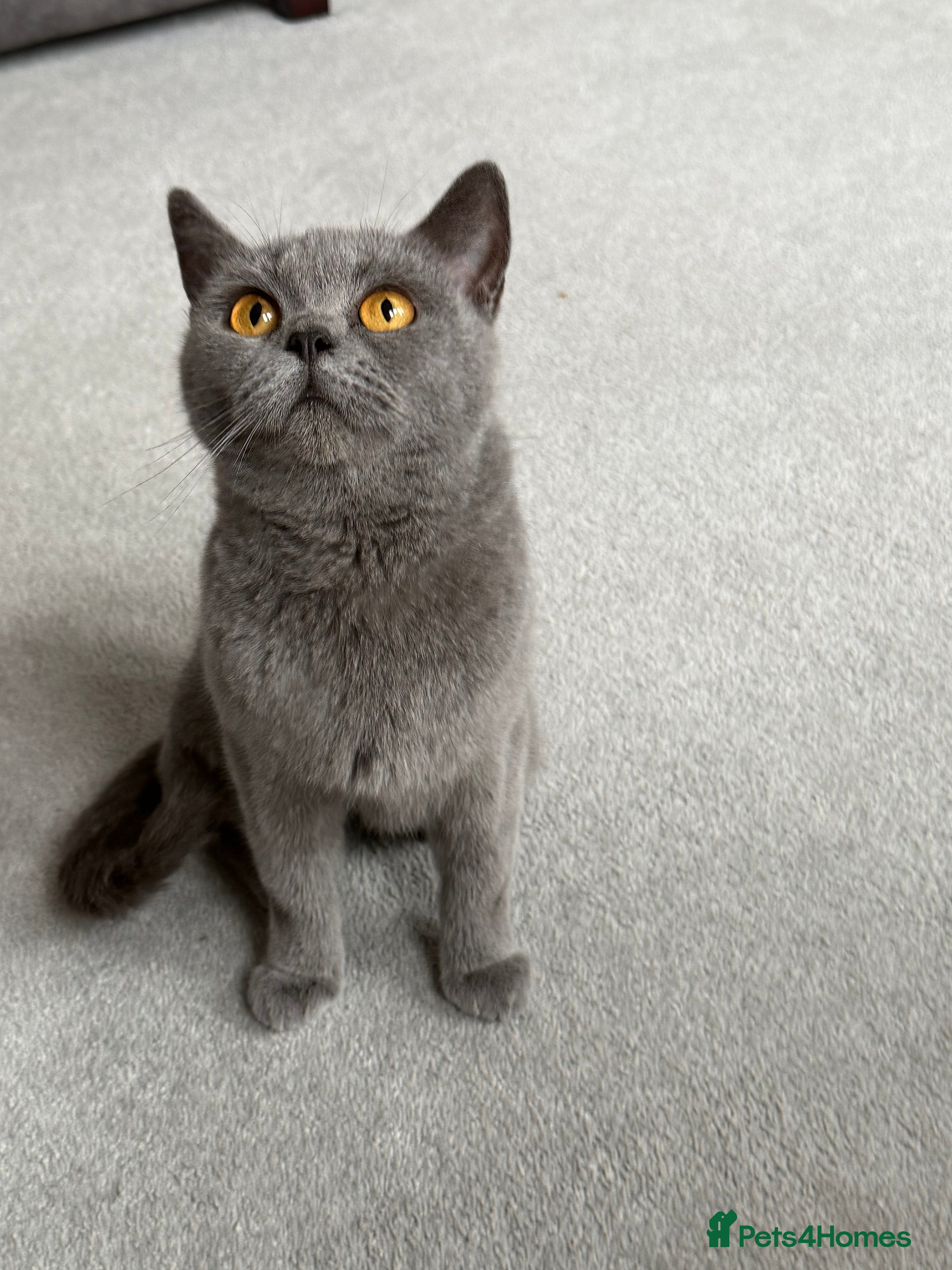 British Shorthair cats Blue British shorthair  - Advert 17