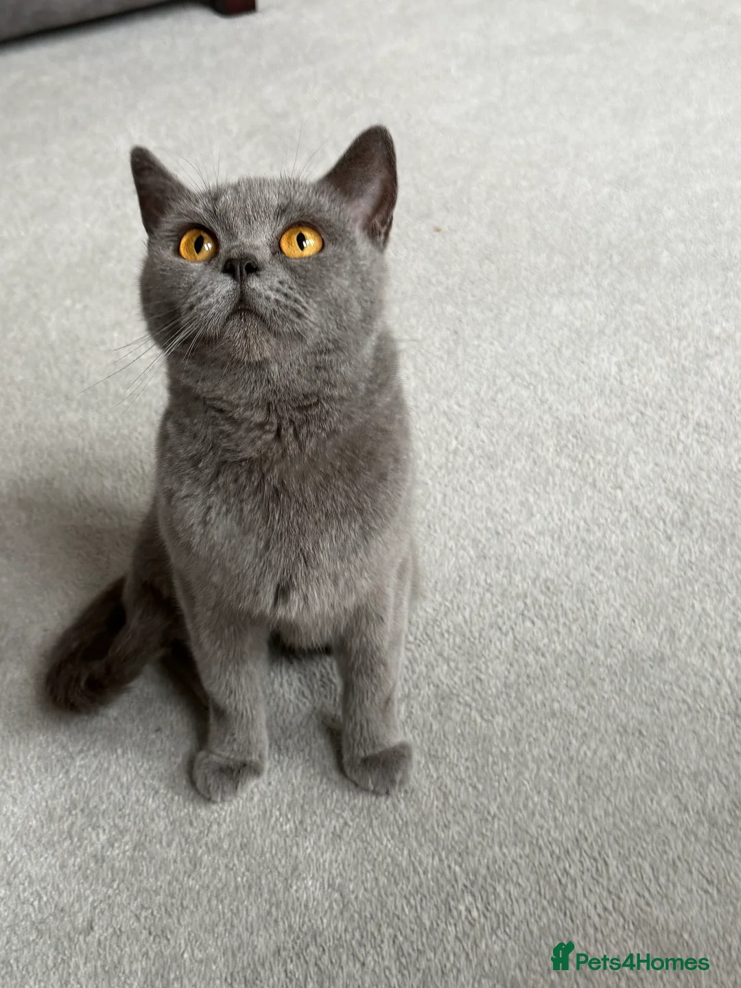 British Shorthair cats for sale: Blue British shorthair  - Advert 1