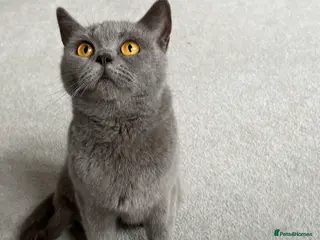 British Shorthair cats Blue British shorthair - Advert 17