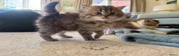Scottish Fold cats for sale: 🩷Scottish fold x kittens 🩷 - Advert 3
