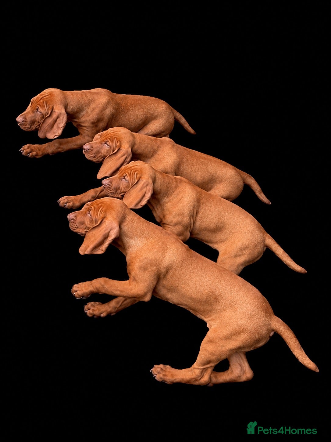 Hungarian Vizsla dogs KC Hungarian Vizsla Pups - Advert 2