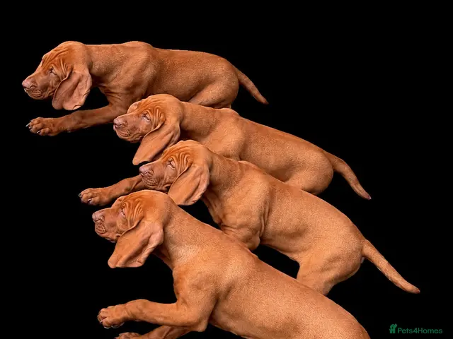 Hungarian Vizsla dogs Legally Docked KC Hungarian Vizsla Pups - Advert 2