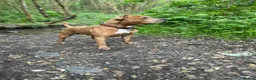 Staffordshire Bull Terrier dogs for stud: 🔥 Rare Fawn (Red) KC Staffy Stud: The Golden Boy  - Advert 5