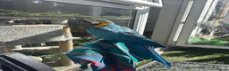 Macaws birds for sale: Blue and gold Macaw in London - Advert 5