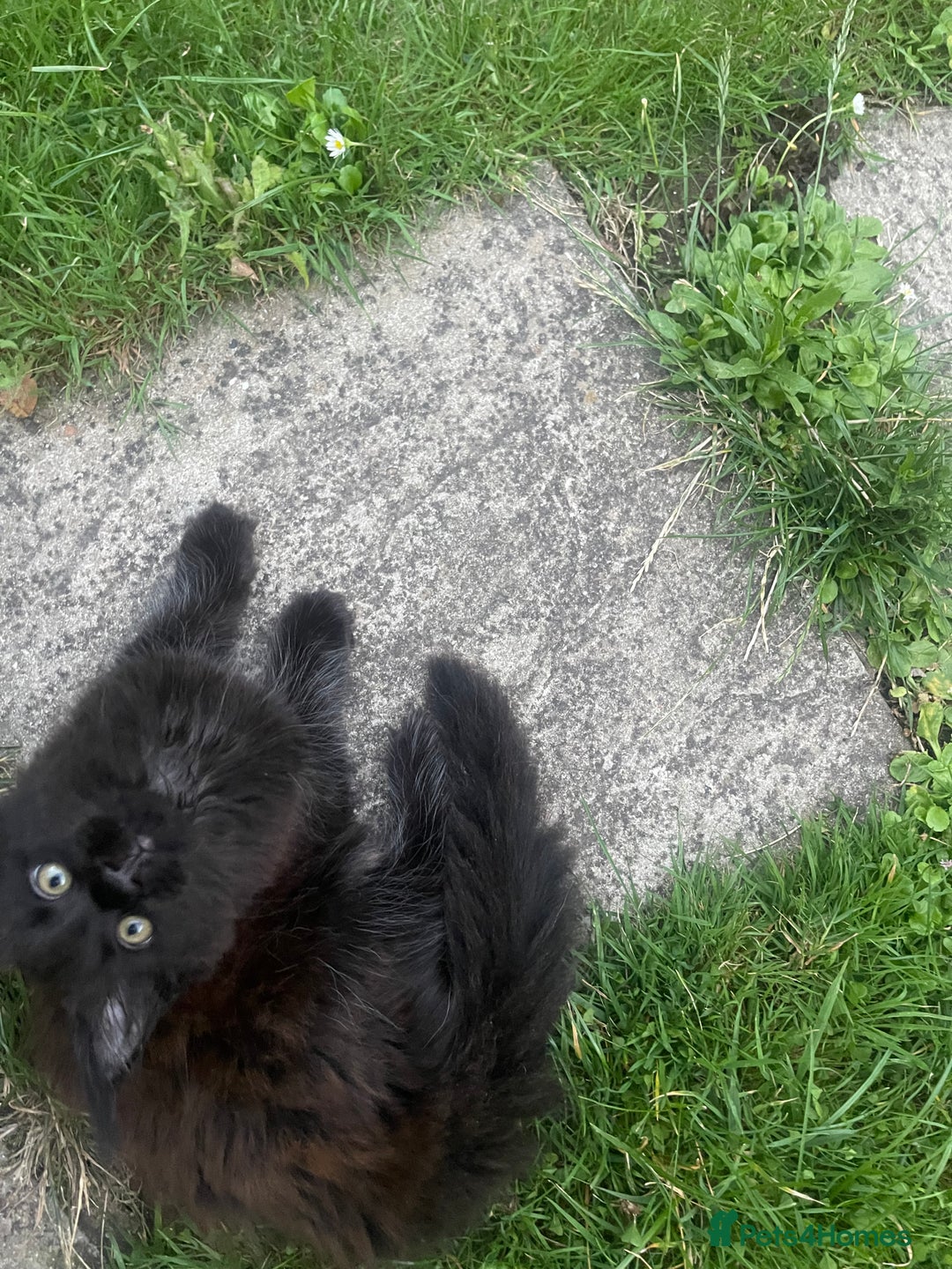Maine Coon cats for sale: Beautiful Pure Breed Female Maine Coon Kitten - Image 7
