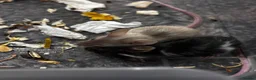 Mouse rodents for sale: Mixed boys/girl baby mice  - Advert 3