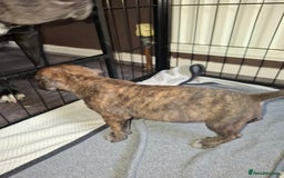 Mixed Breed dogs for sale: Stunning cane corso cross pups - Image 9