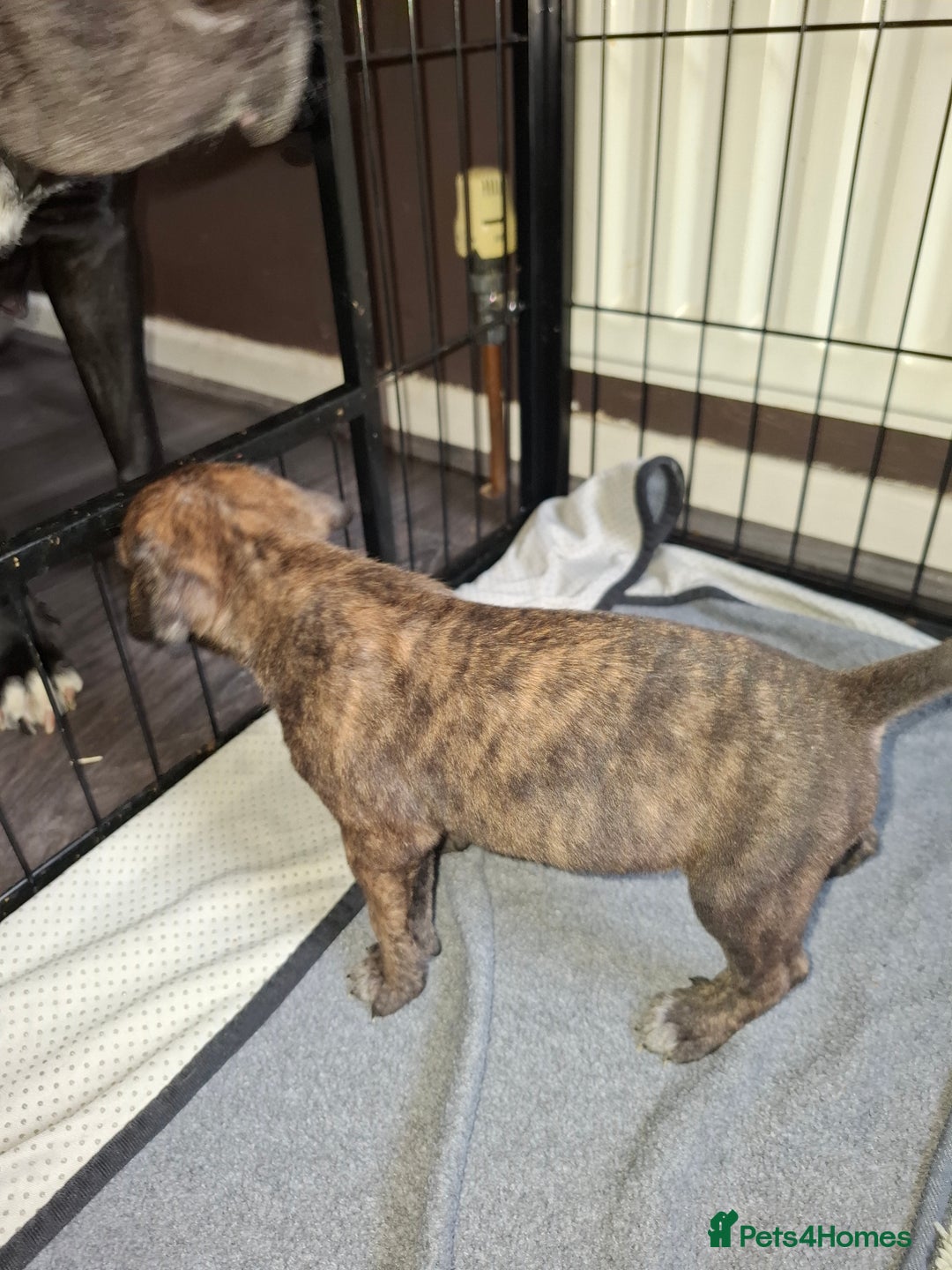 Mixed Breed dogs for sale: Stunning cane corso cross pups - Image 9