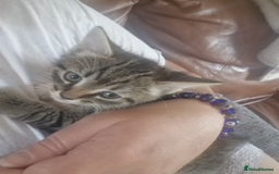 Mixed Breed cats for sale: Kittens - Image 3