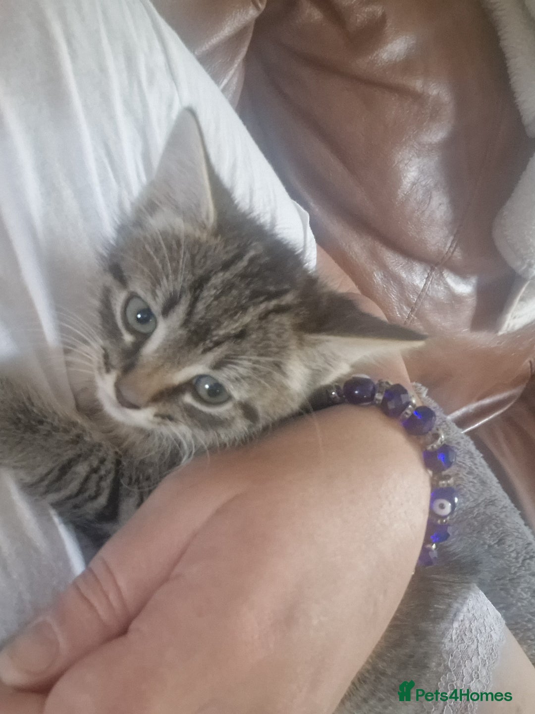 Mixed Breed cats for sale: Kittens - Image 3