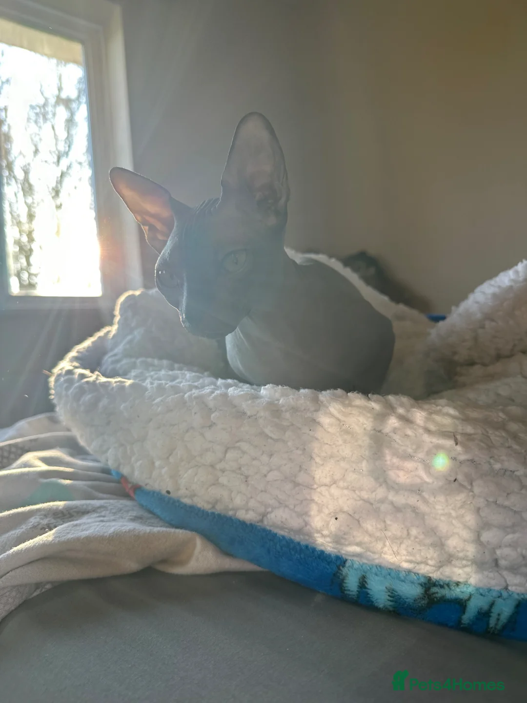 Sphynx cats for sale: Female hairless kitten  in Cambridge - Advert 2