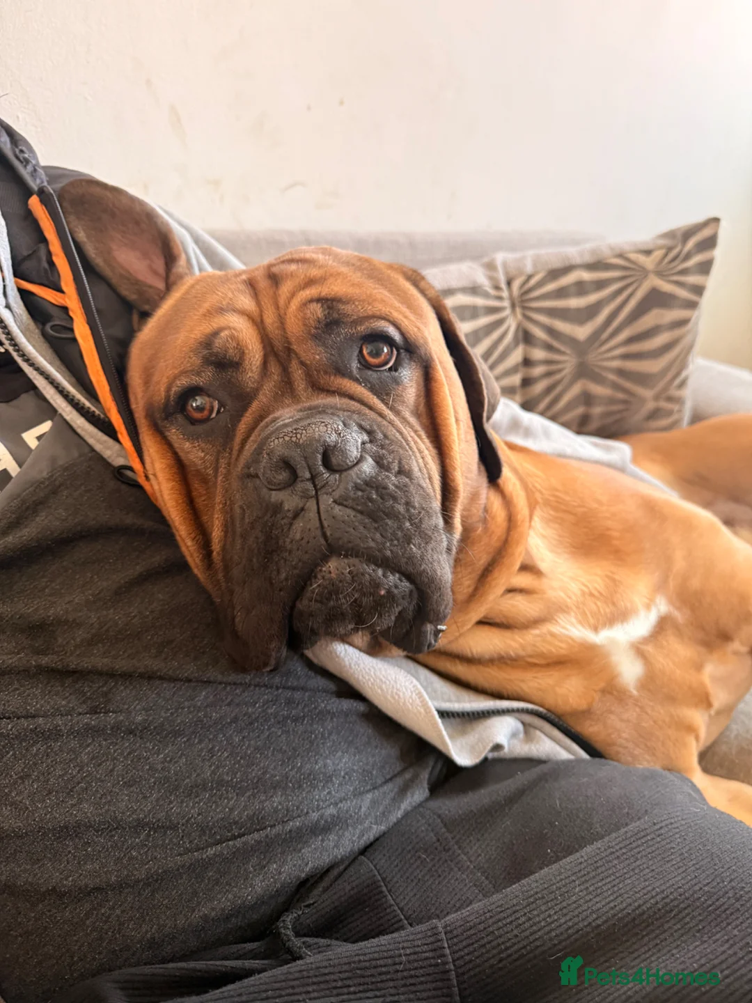 Mixed Breed dogs for stud: Male stud  - Advert 8