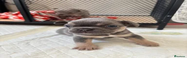 French Bulldog Puppy 1