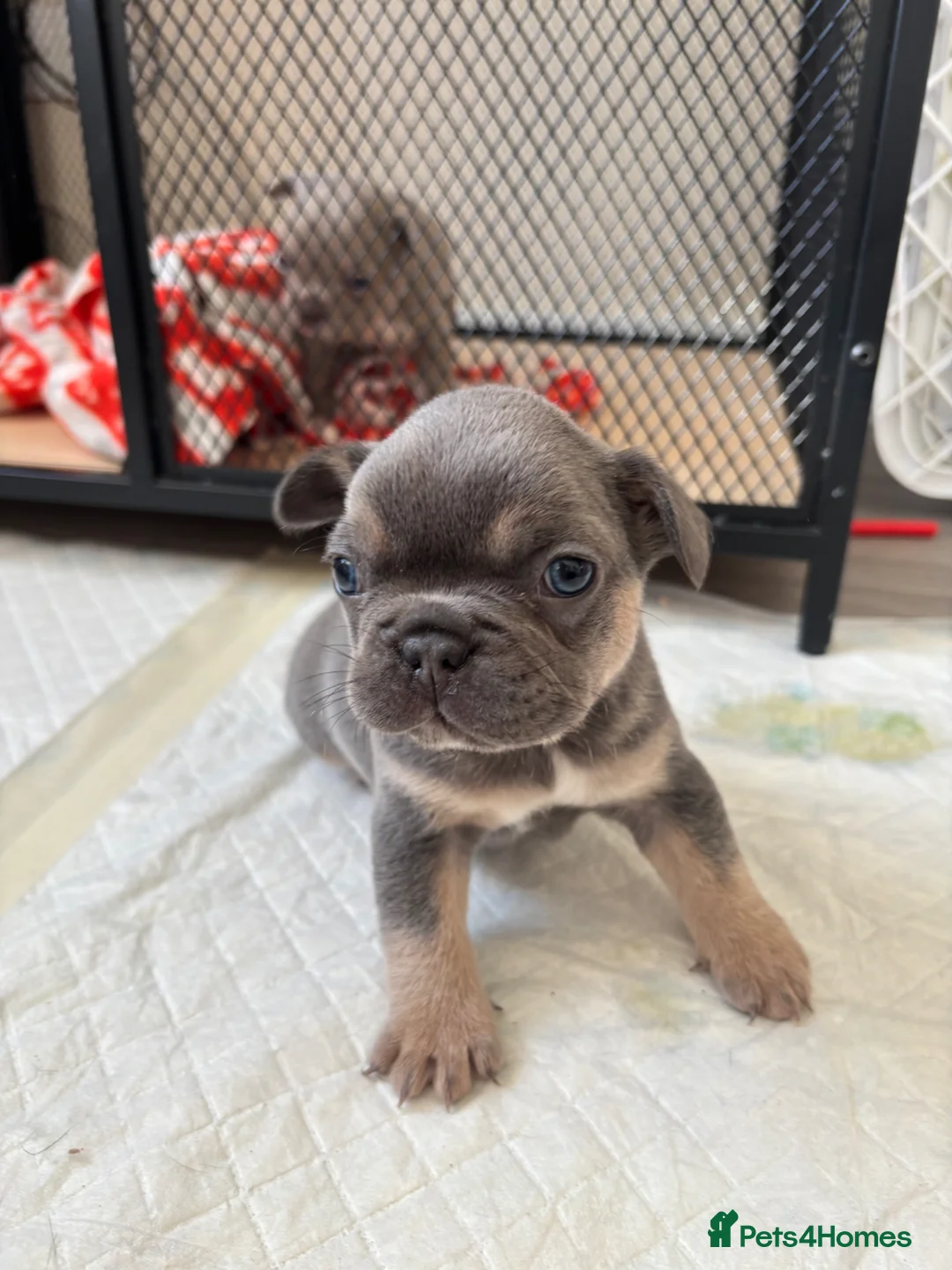 French Bulldog dogs for sale: French bulldog puppies  in Sudbury - Advert 11