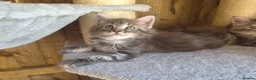 Maine Coon cats for sale: Beautiful Maine Coon Kittens - Advert 8