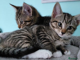 Maine Coon cats Half Maine Coon - Advert 12