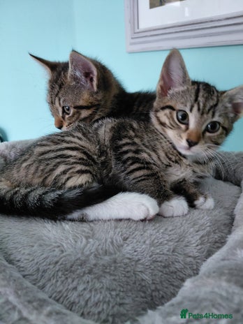 Maine Coon cats Half Maine Coon - Advert 8