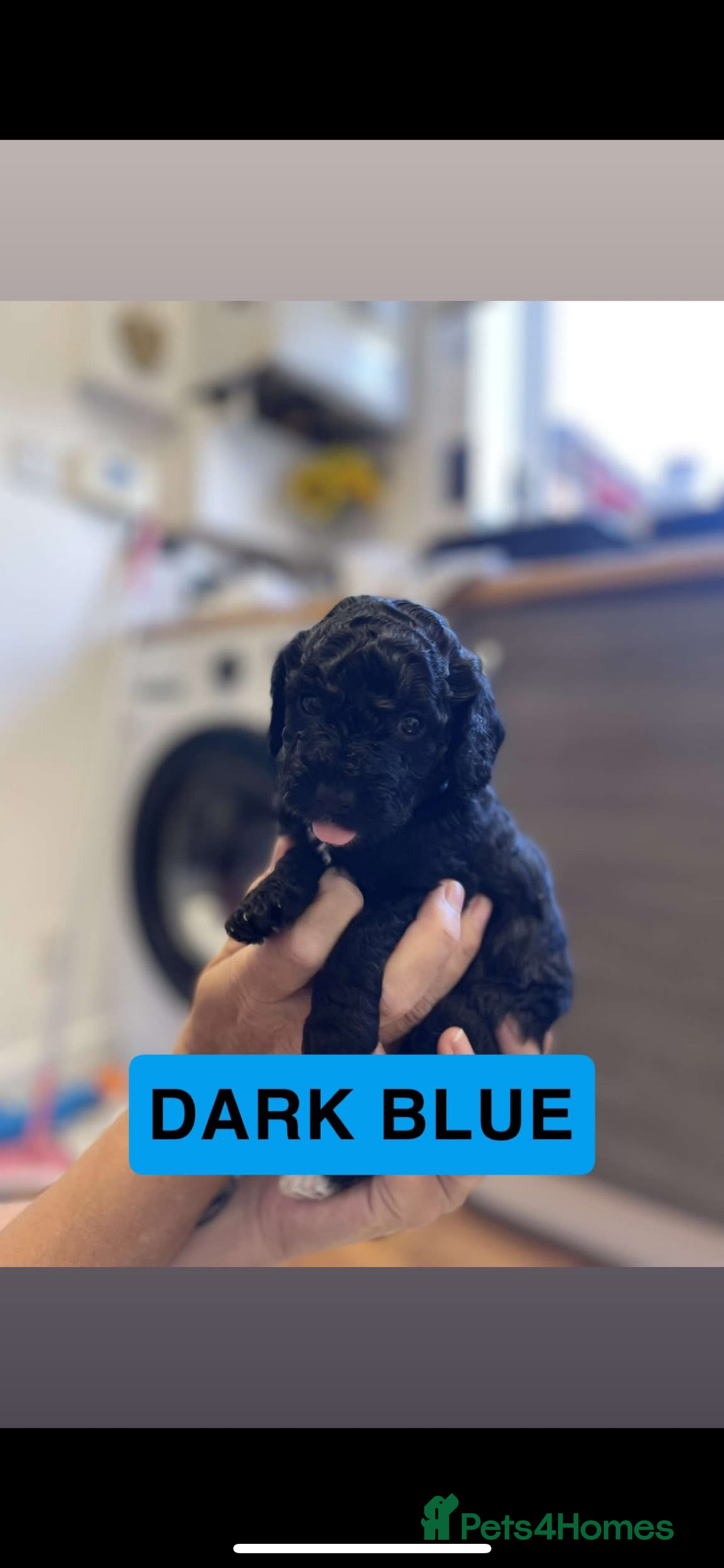 Cockapoo dogs for sale: 🐶ADORABLE F1B COCKAPOOS🐶  - Image 17