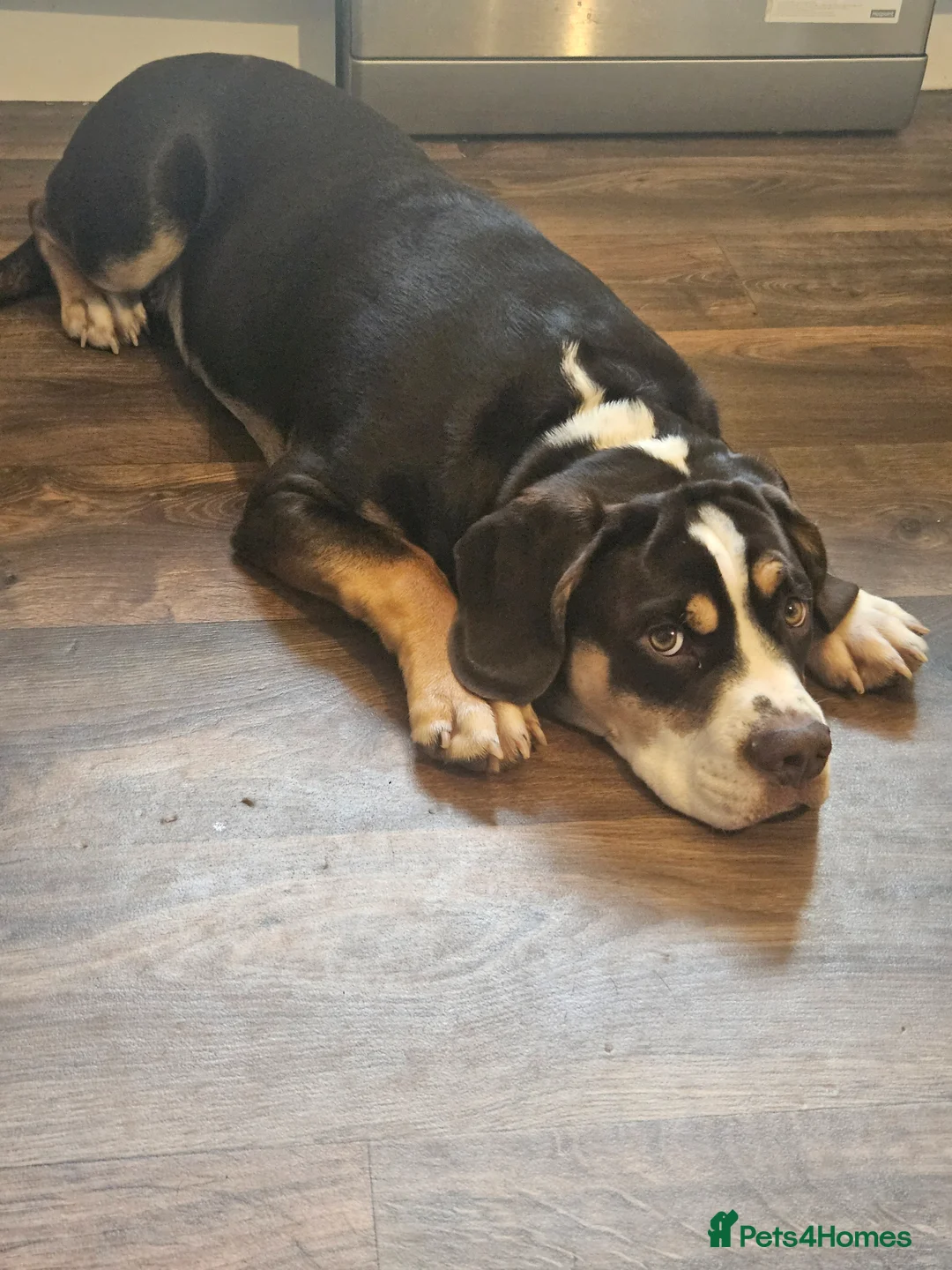 Mixed Breed dogs for sale: 9 month old Olde English bulldogge/cocker spaniel  - Advert 2