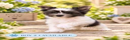 Biewer Terrier dogs for sale: Beautiful Biewer Terrier Puppies – Ready Soon ❤️ - Advert 17