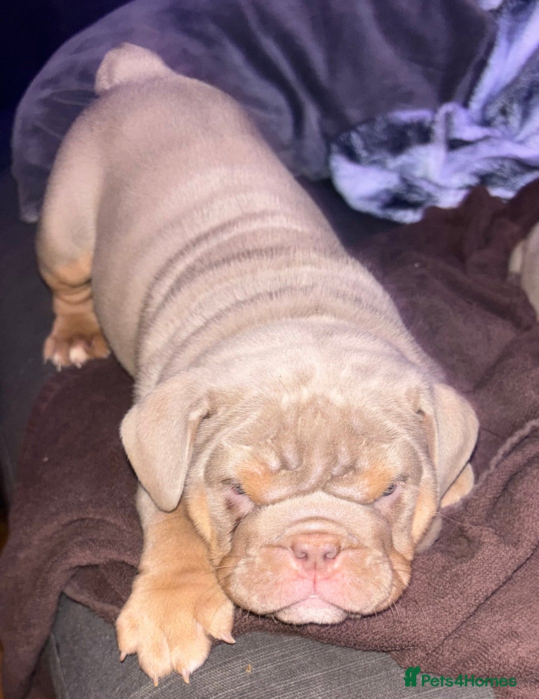 English Bulldog dogs for sale: 2 English bulldog 'lilac' puppies READY 8TH DEC 25 - Advert 30