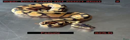 Python Snake reptiles for sale: Baby Ball Pythons - Advert 8