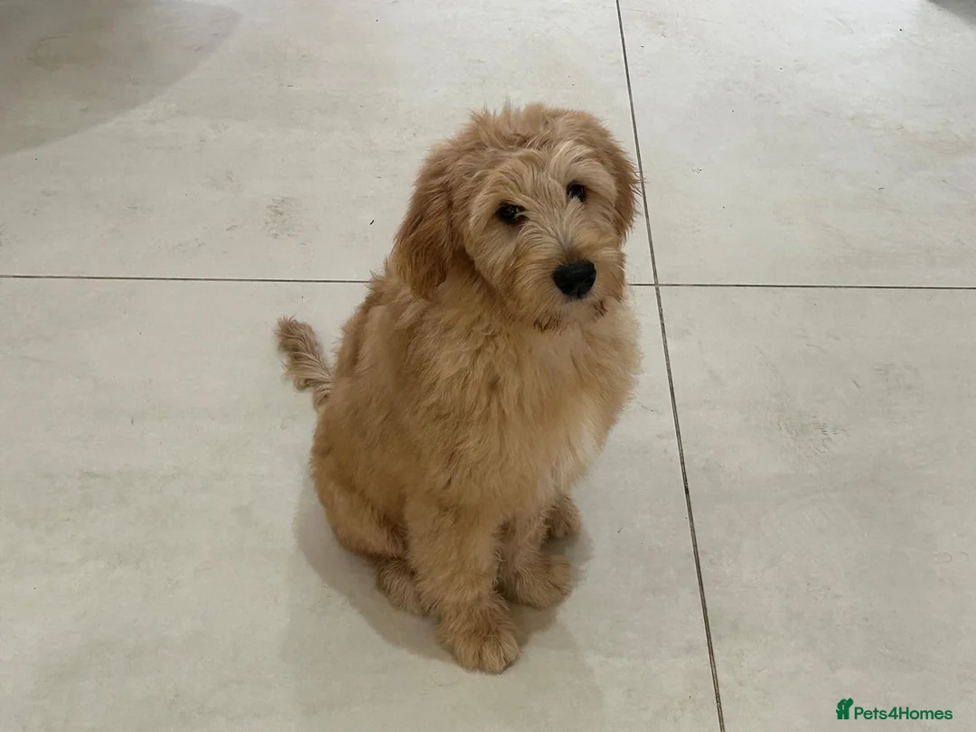 Mixed Breed dogs for sale: MultiGen Double Doodle - Advert 5