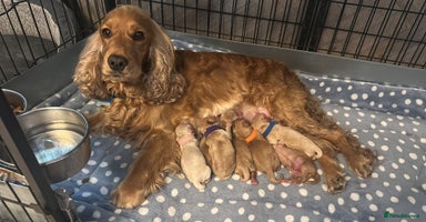 Cockapoo dogs - Advert 10