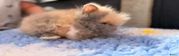 Lionhead rabbits for sale: PEDIGREE DOUBLE-MANE LIONHEADS 💕 - Advert 4