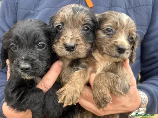 Cocker Spaniel dogs COCKER SPANIEL PUPS (LAST TWO )27TH FEB - Advert 4