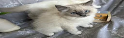 Ragdoll cats for sale: GCCF REGISTERED DNA TESTED PARENTS - Advert 11