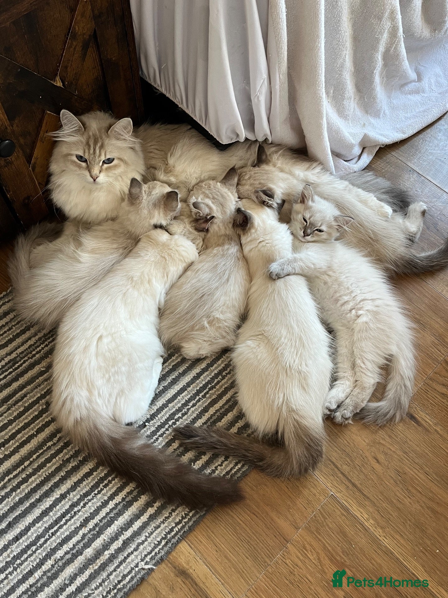 Siberian cats for sale: ❤️6 Beautiful Neva Masquerade x Ragdoll Kittens ❤️ - Advert 2
